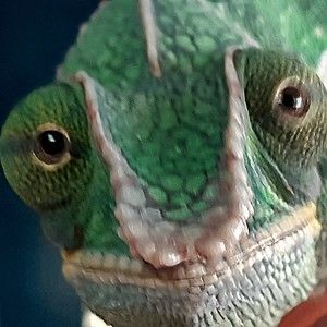 Meet your Posher, Cody